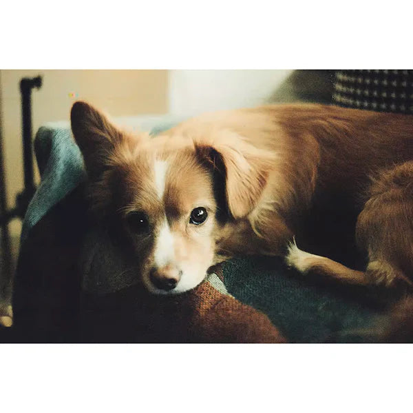 ShenGuang Color Flim / 400 / 36